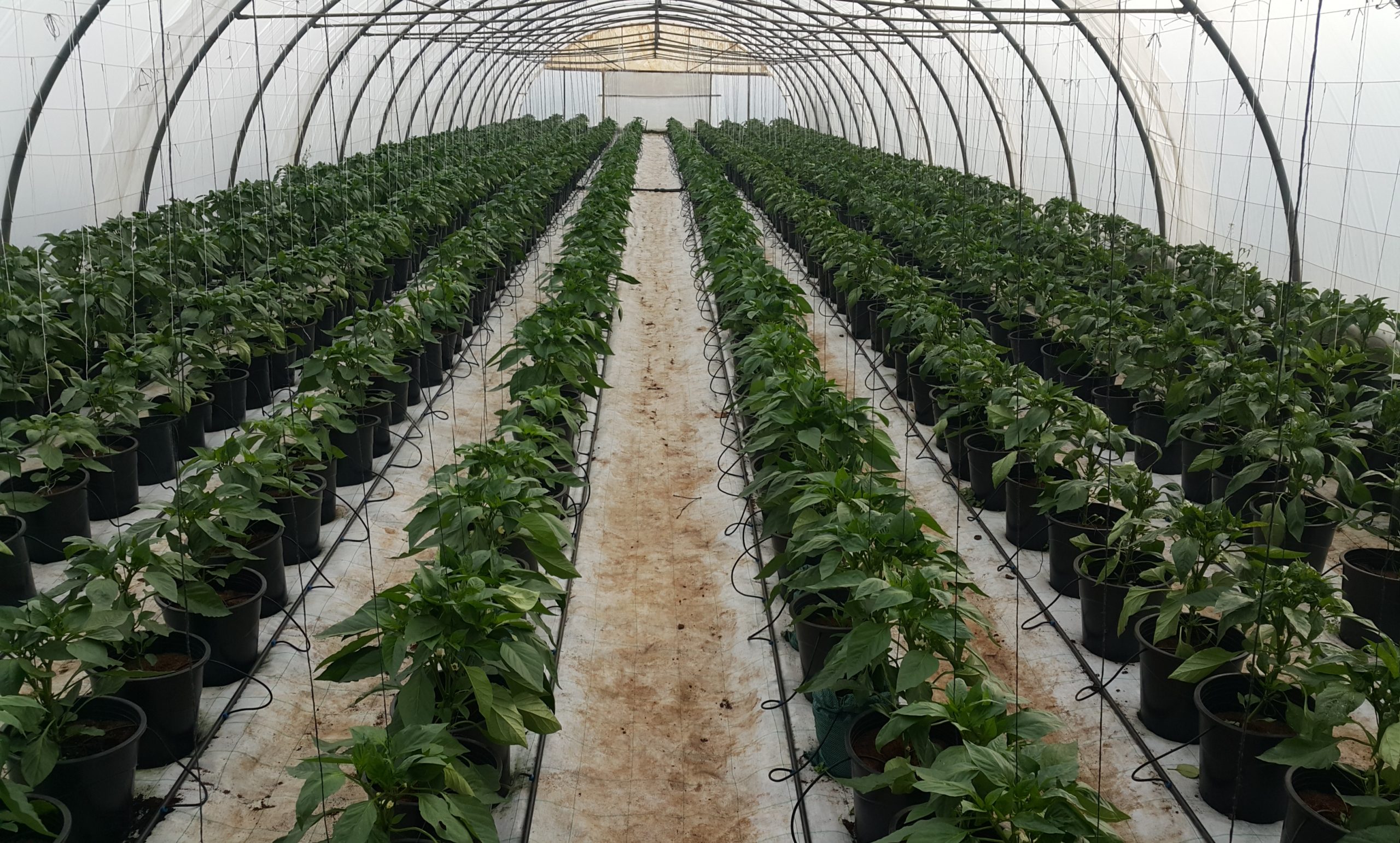 Lebanese landscape - Territorial Approach